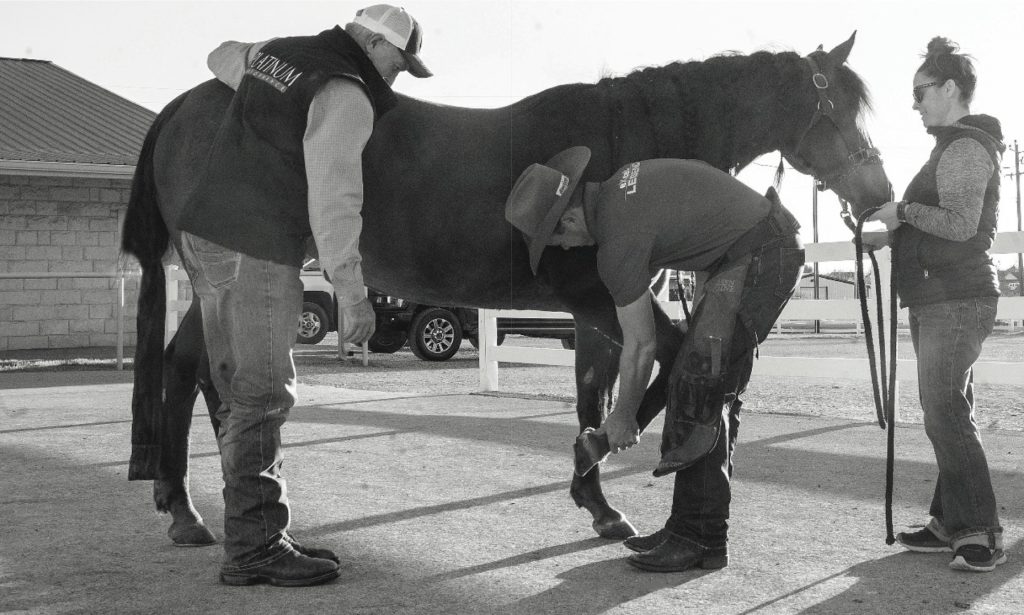 This veterinarian and farrier team relies on digital radiographs and x-rays  to eliminate guesswork in achieving soundness.